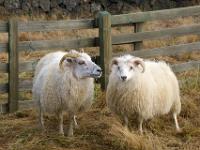 Zwei Schafe warten auf neuen Besitzer